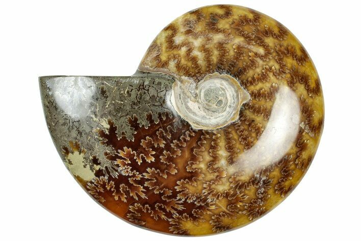 Polished Cretaceous Ammonite (Cleoniceras) Fossil - Madagascar #312185